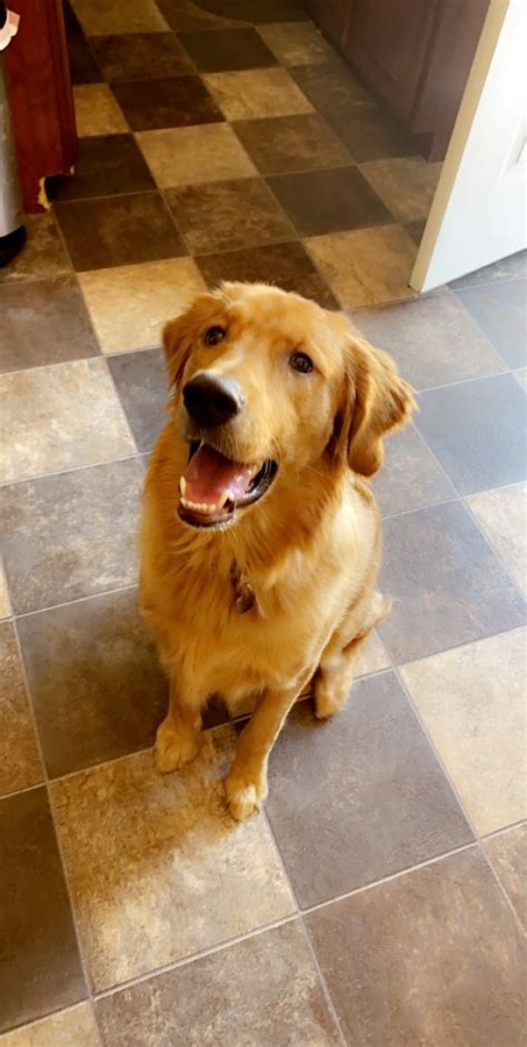 Our puppies come with complete registration, vet checked, feeding menu and a handbook. Golden Retriever For Sale in West Virginia (17) | Petzlover