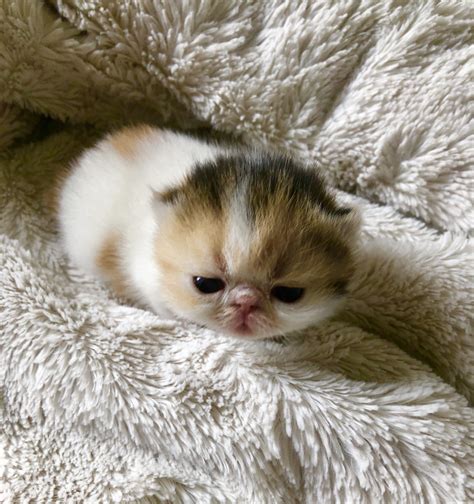 Serval breeders, serval cat for sale, serval cat price, serval cats for sale, serval kitten for sale, serval kittens, serval kittens for sale, serval kittens exotic kittens house, we pride ourselves in the manner in which we raise our babies. Exotic Shorthair Cats For Sale | Miami, FL #266877