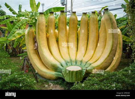 Thailand Pattaya Market Banana Stock Photo Alamy