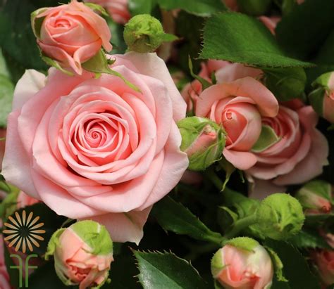 Buy Wholesale Fresh And Stunning Light Pink Garden Spray Roses