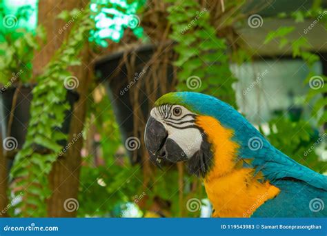 Portrait Parrots In The Garden Stock Image Image Of Green Nature