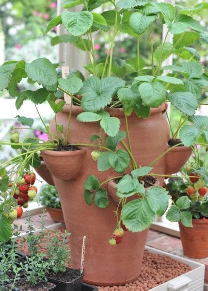 Buy Terracotta Strawberry Planter Delivery By Crocus