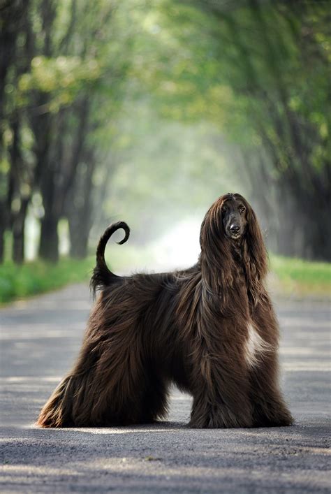Afghan Hound Dog Breed Information And Characteristics Daily Paws