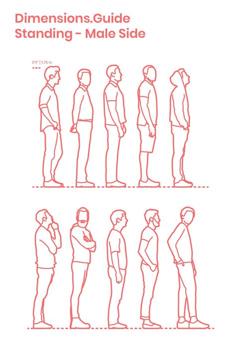 Standing Male Side Human Sketch Human Figure Human Dimension