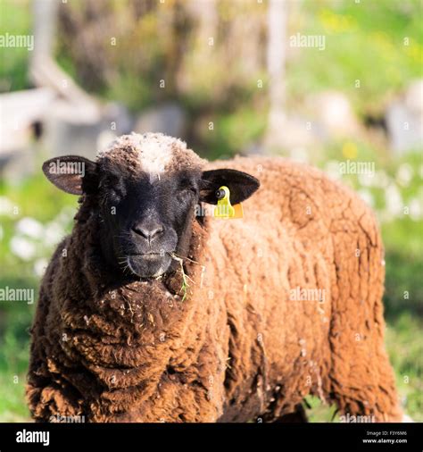 Brown Woolly Sheep Stock Photo Alamy