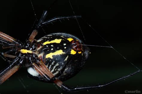 Black And Yellow Garden Spider North American Insects And Spiders