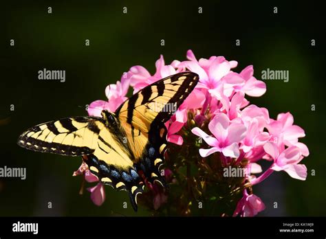 Eastern Tiger Swallowtail Butterfly Papilio Glaucus Feeding On Pink