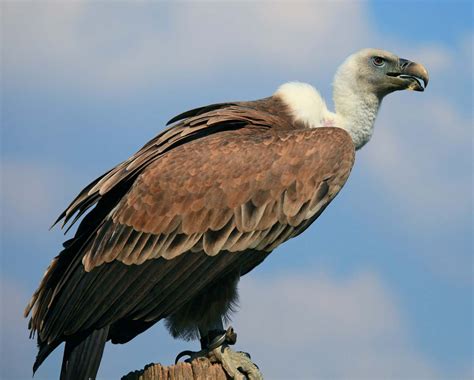 Vulture Characteristics Species And Facts Britannica