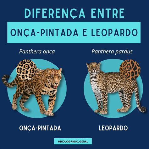 As Diferenças Entre Onça E Leopardo A Principal Diferença Entre A Onça