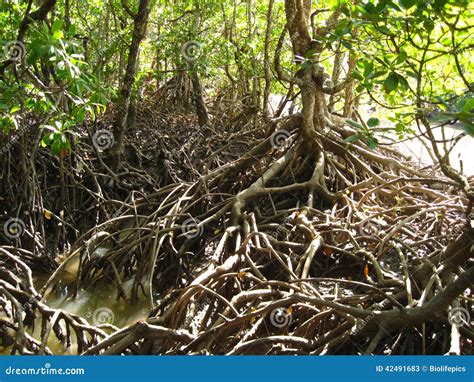 Mangroves Queensland Australia Stock Image Image Of Douglas