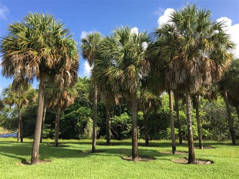 The 12 Native Palm Trees Of Florida Offbeet