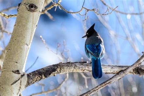 Why Winter Is Actually The Perfect Time To Go Birding In Colorado