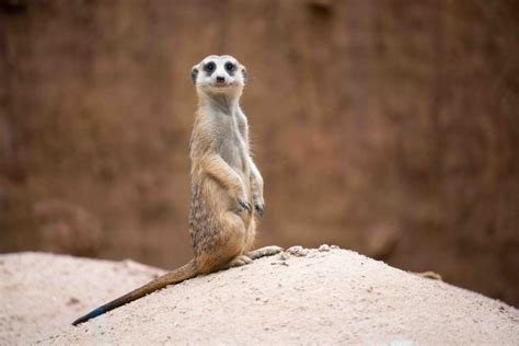 30 Meerkat Facts About The Cute Mongoose