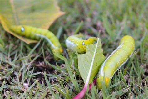 Close Up Three Big Green Worm Eating Leaf On Grass Stock Photo Image