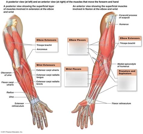 Flexors Pronators Of Hand Fingers Elbow And Humerus Diagram Quizlet