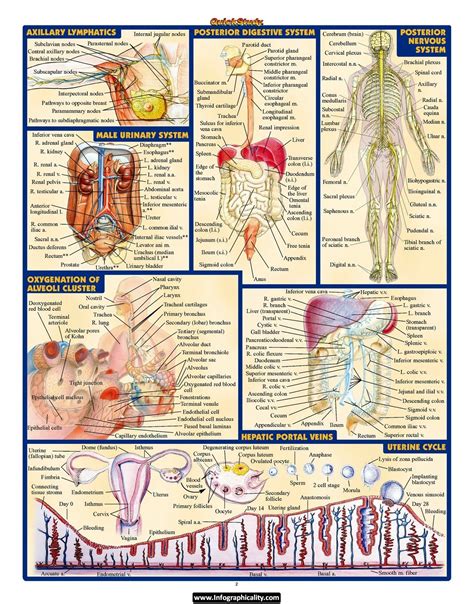 Human Anatomy Human Anatomy Medical Knowledge Human Anatomy And