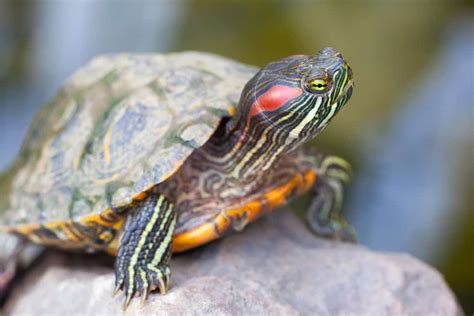 What Do Red Eared Slider Turtles Eat Diet Care And Feeding Tips