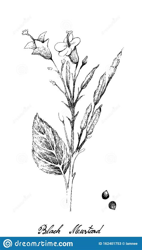 Hand Drawn Of Black Mustard Plant On White Stock Vector Illustration