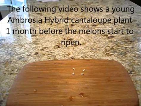 Maybe you would like to learn more about one of these? Grow from seeds: Best ever cantaloupe: Ambrosia Hybrid ...