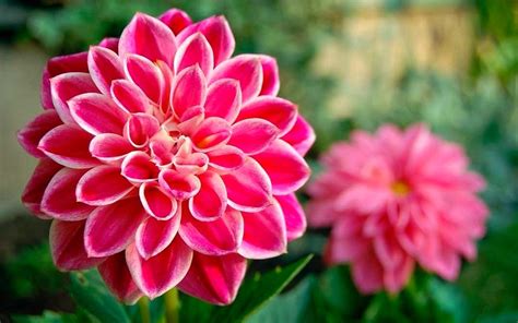 Красивые картинки цветы (40 фото) • Развлекательные картинки