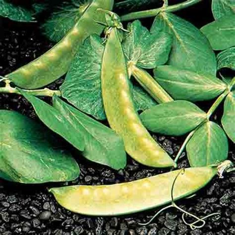 Mammoth Melting Sugar Snow Pea Heirloom Vegetable Seeds Rh Shumway