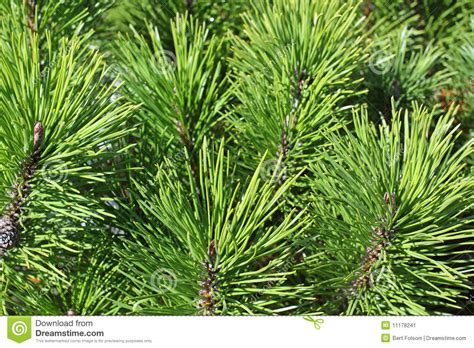 Mugho Pine Stock Image Image Of Item Lawn Mughus Plant
