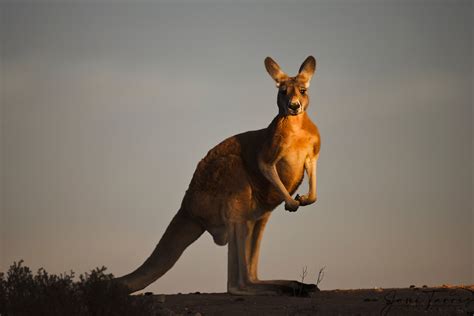 An Adolescent Male Red Kangaroo Portrait In Evening Light Jami Tarris