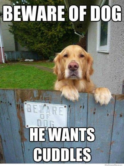 Funny Dog Memes For Canine Lovers