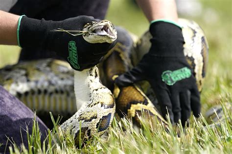 Read How Invasive Burmese Pythons Harm The Environment Explained By A