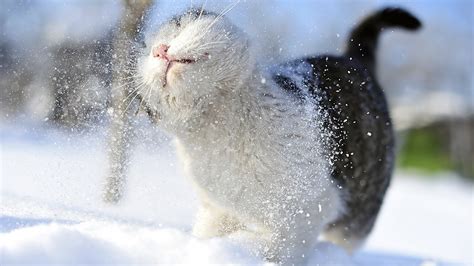 Winter Cat Snow Wallpaper 069 1920x1080 1080p Wallpaper Hd Wallpaper