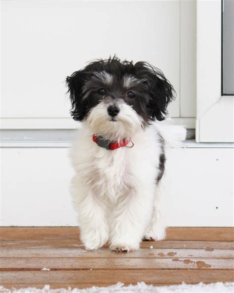 Review Of Black White Maltipoo Puppies Sale Ideas