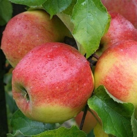 Apple Malus Domestica Jonagold Patio Pillar Fruit Tree