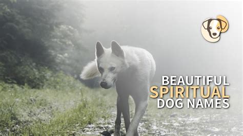 100 Amazing Spiritual Dog Names With Meanings Youtube
