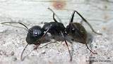 Pictures of Large Carpenter Ants In House
