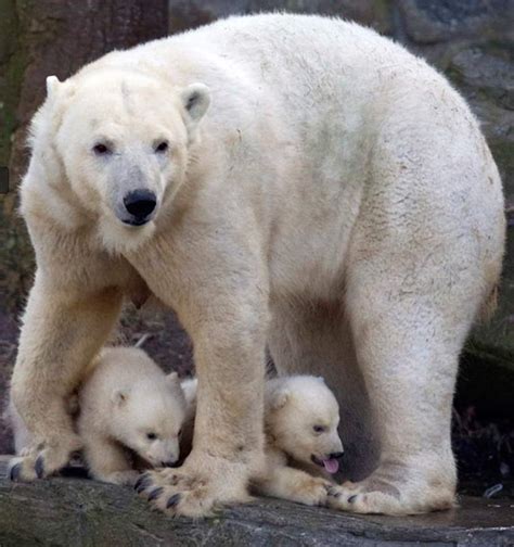 Two Newborn Polar Bear Cubs Wordlesstech