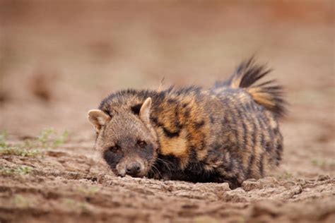 130 African Civet Stock Photos Pictures And Royalty Free Images Istock
