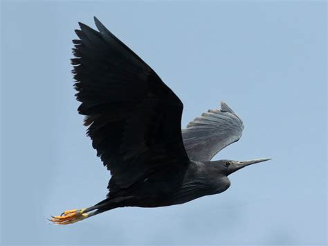 Black Heron Profile Traits Facts Diet Habitat Breeding