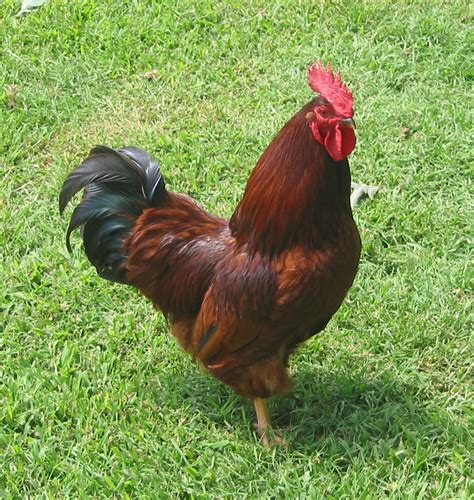 Thomas Pottery Farm: New Hampshire Red Rooster