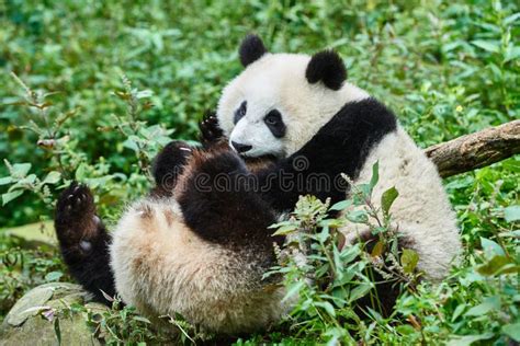 Two Panda Bears Cubs Playing Sichuan China Stock Image Image Of