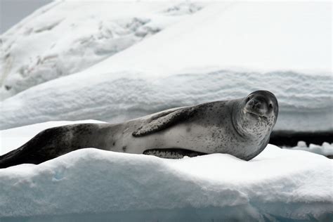 Fileleopard Seal Basking On Iceberg Wikipedia The Free Encyclopedia