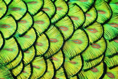 35 Breathtaking Examples Of Patterns In Nature