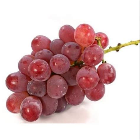 Tags budidaya jahe cara budidaya jahe merah cara menanam buah anggur cara menanam buah mangga cara menanam tanaman kacang merah adalah salah satu tanaman yang sangat terkenal di indonesia. Buah Anggur Merah Red Globe Aussie 500 gram | Shopee Indonesia