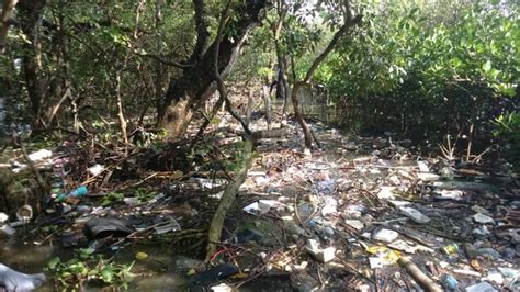 Bersih Sampah Plastik Di Hutan Mangrove Pamurbaya Tandai Peringatan