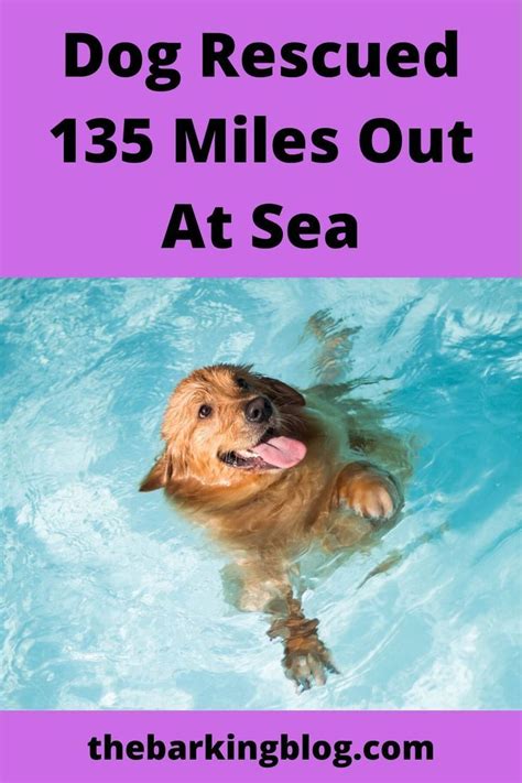 Dog Rescued 135 Miles Out At Sea Heartwarming Dog Story Incredible