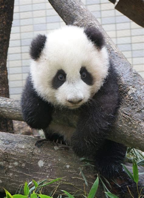 So Cute Panda Bear Baby Panda Bears Cute Animals