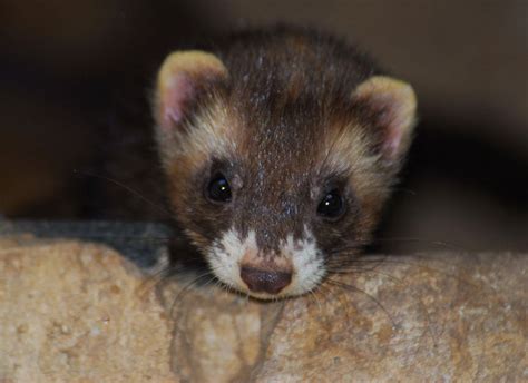 Adw Mustelidae Pictures