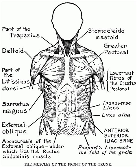 This is a table of muscles of the human anatomy. The Muscular System Coloring Pages - Coloring Home