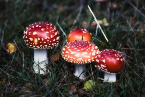 10 Common Mushrooms In Oklahoma Star Mushroom Farms