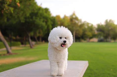 Perros Blancos Pequeños 15 Razas Adorables Para Tener Como Mascota