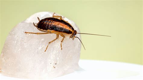 Enfermedades Que Puede Transmitir Pisar Una Cucaracha Uppers